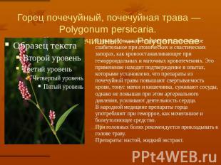 Горец почечуйный, почечуйная трава — Polygonum persicaria. Семейство гречишных —