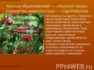 Калина обыкновенная — Viburnum opulusСемейство жимолостных — Caprifoliaceae Куст