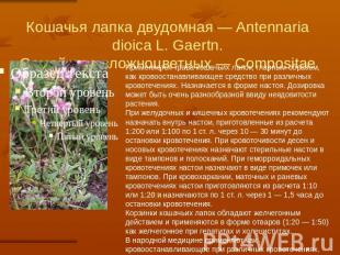 Кошачья лапка двудомная — Antennaria dioica L. Gaertn.Семейство сложноцветных —