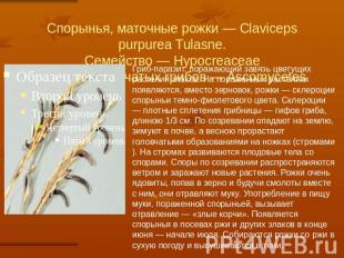 Спорынья, маточные рожки — Claviceps purpurea Tulasne.Семейство — Hypocreaceaeиз