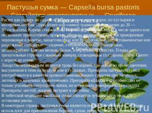 Пастушья сумка — Capsella bursa pastorisСемейство крестоцветных — Cruciferae Рас