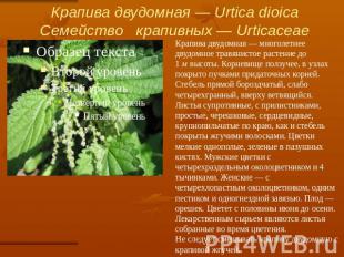 Крапива двудомная — Urtica dioicaСемейство   крапивных — Urticaceae Крапива двуд