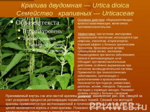 Крапива двудомная — Urtica dioicaСемейство   крапивных — Urticaceae Основное дей