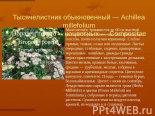Тысячелистник обыкновенный — Achillea millefoliumСемейство сложноцветных — Compo
