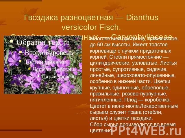 Гвоздика разноцветная — Dianthus versicolor Fisch.Семейство гвоздичных — Caryophyllaceae Многолетнее растение, травянистое, до 60 см высоты. Имеет толстое корневище с пучком придаточных корней. Стебли прямостоячие — цилиндрические, узловатые. Листья…