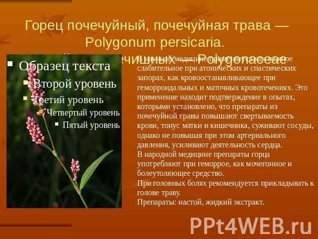 Горец почечуйный, почечуйная трава — Polygonum persicaria. Семейство гречишных — Polygonaceae В научной медицине применяется как нежное слабительное при атонических и спастических запорах, как кровоостанавливающее при геморроидальных и маточных кров…