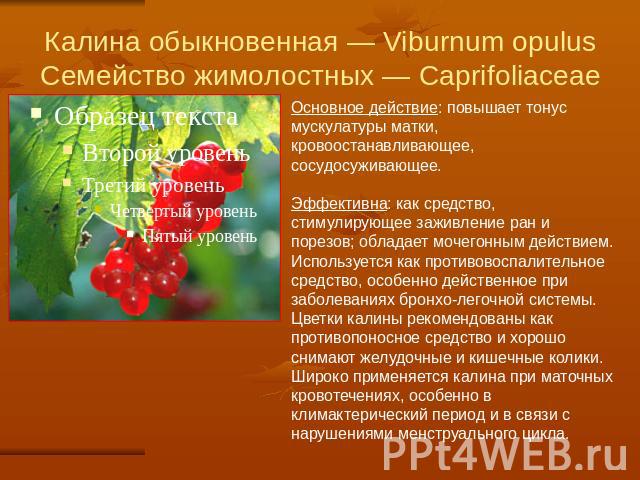 Калина обыкновенная — Viburnum opulusСемейство жимолостных — Caprifoliaceae Основное действие: повышает тонус мускулатуры матки, кровоостанавливающее, сосудосуживающее.Эффективна: как средство, стимулирующее заживление ран и порезов; обладает мочего…
