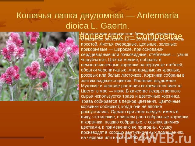 Кошачья лапка двудомная — Antennaria dioica L. Gaertn.Семейство сложноцветных — Compositae Многолетнее травянистое бело- или серовато-опушенное растение 10 — 30 см высотой. Стебель простой. Листья очередные, цельные, зеленые; прикорневые — широкие, …