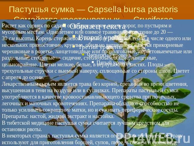 Пастушья сумка — Capsella bursa pastorisСемейство крестоцветных — Cruciferae Растет как сорняк по садам, огородам, полям, вдоль дорог, по пустырям и мусорным местам. Однолетнее или озимое травянистое растение до 20 — 30 см высоты. Корень стержневой,…