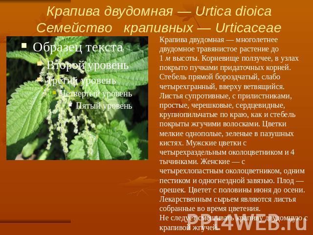 Крапива двудомная — Urtica dioicaСемейство   крапивных — Urticaceae Крапива двудомная — многолетнее двудомное травянистое растение до 1 м высоты. Корневище ползучее, в узлах покрыто пучками придаточных корней. Стебель прямой бороздчатый, слабо четыр…