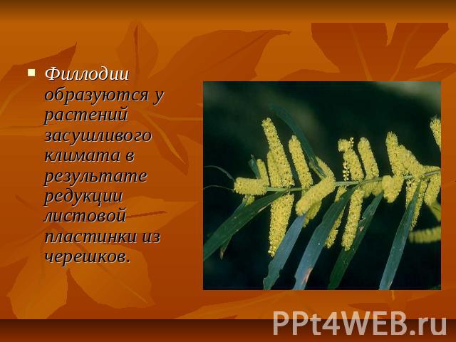 Филлодии образуются у растений засушливого климата в результате редукции листовой пластинки из черешков.