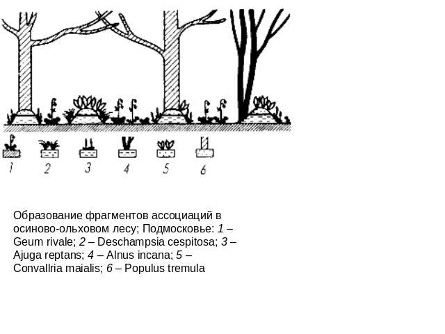 Образование фрагментов ассоциаций в осиново-ольховом лесу; Подмосковье: 1 – Geum rivale; 2 – Deschampsia cespitosa; 3 – Ajuga reptans; 4 – Alnus incana; 5 – Convallria maialis; 6 – Populus tremula