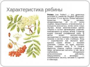 Характеристика рябины Рябина (лат. Sorbus) — род древесных растений из семейства