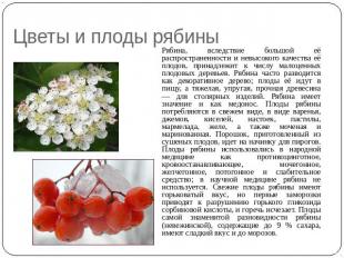 Цветы и плоды рябины Рябина, вследствие большой её распространенности и невысоко