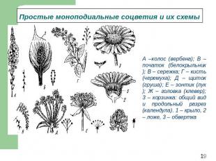 Простые моноподиальные соцветия и их схемы А –колос (вербена); В – початок (бело