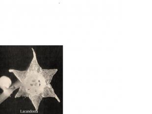  Порядок 1. Триурисовые (Triuridales) Lacandonia  Лишенные хлорофилла сапрофитны