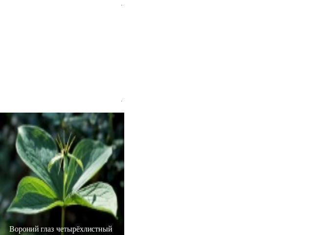  Порядок 2. Лилейные (Liliales) Вороний глаз четырёхлистный Многолетние или реже однолетние травы или древовидные растения. Листья цельные. Сосуды большей частью только в корнях. Цветки обычно собраны в соцветия, обоеполые или редко однополые, актин…
