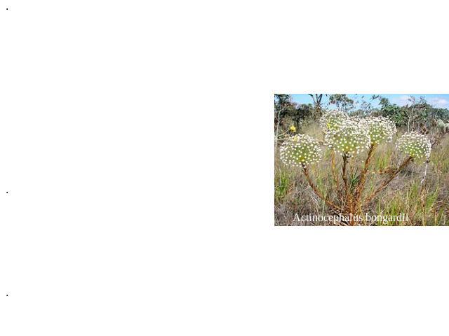 Порядок 10. Эриокаулоновые (Eriocaulales) Происходит от коммелиновых. Многолетние или редко однолетние травы с обычно линейными прикорневыми листьями. Сосуды во всех органах. Цветки очень мелкие, собраны в головчатое соцветие, однополые, 3- или реже…