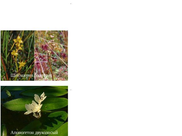 Порядок 2. Наядовые (Najadales) Шейхцерия болотная Апоногетон двуколосый Болотные или чаще погруженные в воду многолетние или однолетние травы с цельными листьями. Сосуды только в корнях или полностью отсутствуют. Цветки обычно собраны в разного род…