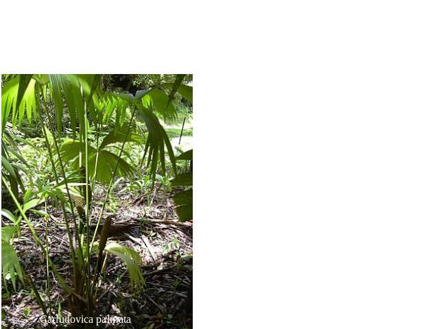 Порядок 2. Циклантовые (Cyclanthales) Стоит близко к пальмам и имеет общее с ними происхождение. Пальмовидные многолетние травы, иногда кустарниковидные растения, лианы, лазающие при помощи придаточных корней, нередко полуэпифиты. Листья цельные, ве…