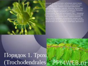 Порядок 1. Троходендровые (Trochodendrales) Порядок 1. Троходендровые (Trochoden