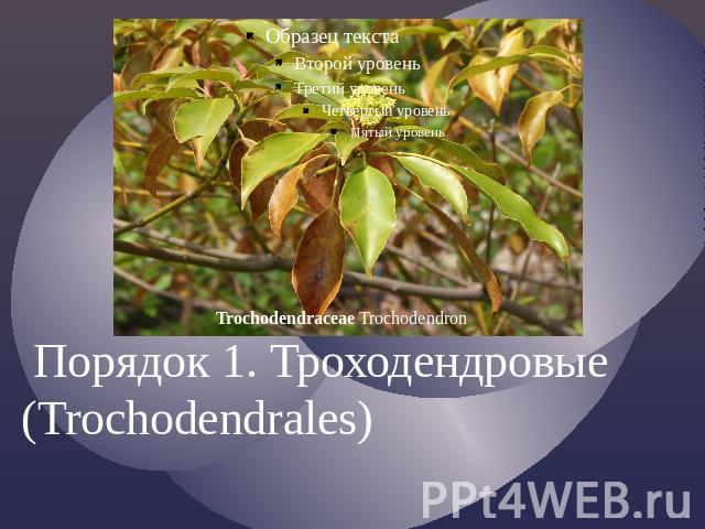 Порядок 1. Троходендровые (Trochodendrales)