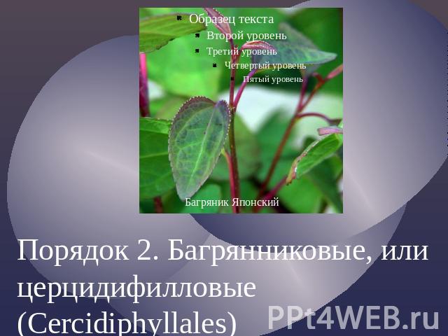 Порядок 2. Багрянниковые, или церцидифилловые (Cercidiphyllales)