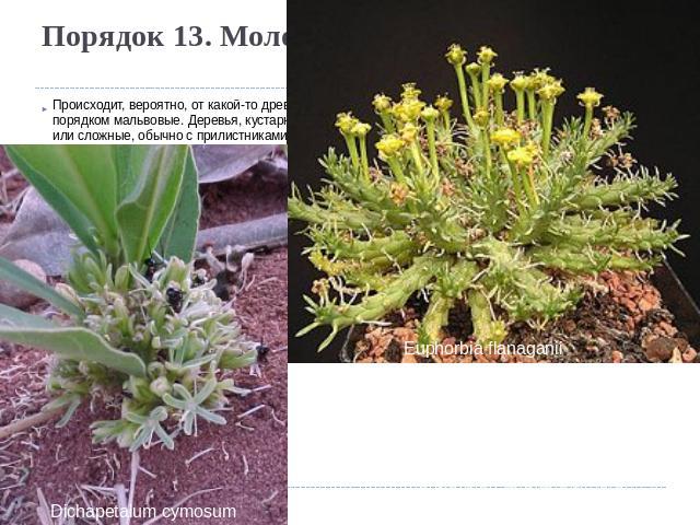 Порядок 13. Молочайные (Euphorbiales) Происходит, вероятно, от какой-то древней группы, промежуточной между флакуртиевыми и порядком мальвовые. Деревья, кустарники и травы. Листья большей частью очередные, простые или сложные, обычно с прилистниками…