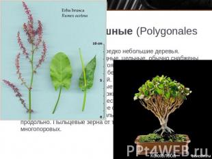 Порядок 2. Гречишные (Polygonales) Травы, кустарники или лианы, редко небольшие