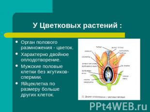 У Цветковых растений : Орган полового размножения - цветок.Характерно двойное оп