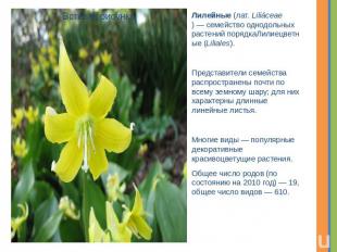 Лилейные (лат. Liliáceae) — семейство однодольных растений порядкаЛилиецветные (