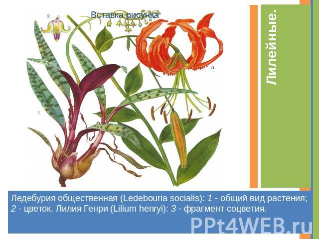 Лилейные. Ледебурия общественная (Ledebouria socialis): 1 - общий вид растения; 2 - цветок. Лилия Генри (Lilium henryi): 3 - фрагмент соцветия.