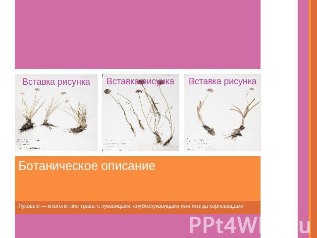 Ботаническое описание Луковые — многолетние травы с луковицами, клубнелуковицами или иногда корневищами