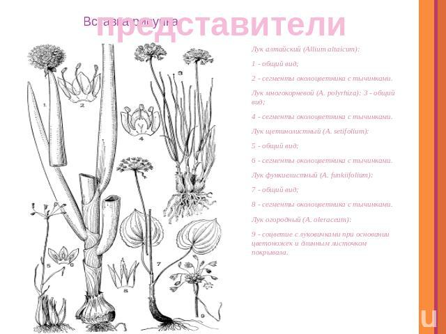 представители Лук алтайский (Allium altaicum): 1 - общий вид; 2 - сегменты околоцветника с тычинками. Лук многокорневой (A. polyrhiza): 3 - общий вид; 4 - сегменты околоцветника с тычинками. Лук щетинолистный (A. setifolium): 5 - общий вид; 6 - сегм…