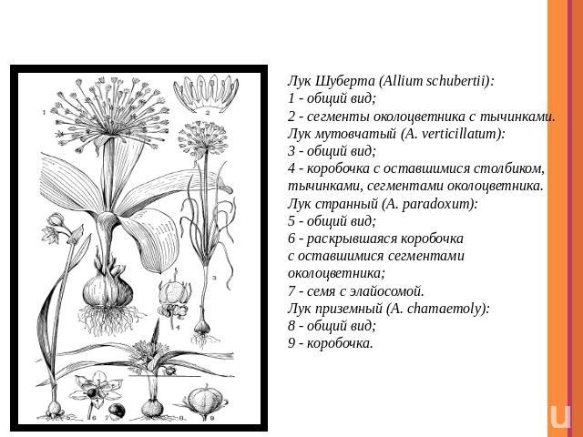 представители Лук Шуберта (Allium schubertii): 1 - общий вид; 2 - сегменты околоцветника с тычинками. Лук мутовчатый (A. verticillatum): 3 - общий вид; 4 - коробочка с оставшимися столбиком, тычинками, сегментами околоцветника. Лук странный (A. para…