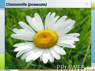 Chamomilla (ромашка)
