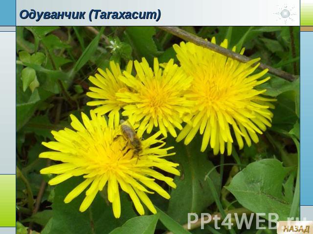 Одуванчик (Taraxacum)