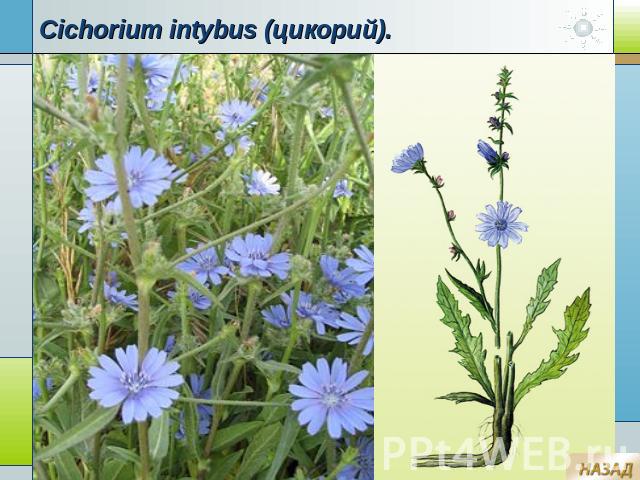 Cichorium intybus (цикорий).