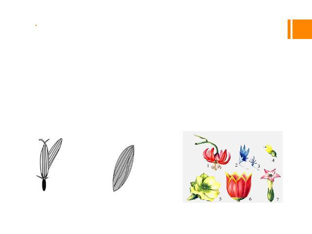 Для сложноцветных характерны три типа цветков: язычковые, ложноязычковые и воронковидные, — которые могут распределяться в корзинке в различных комбинациях. Внешний облик корзинок имитирует таковой одиночных цветков: обёртка аналогична чашечке, ярки…