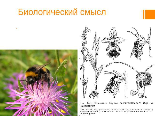 Биологический смысл Биологический смысл возникновения соцветий — в возрастающей вероятности опыления цветков как анемофильных (то есть ветроопыляемых), так и энтомофильных (то есть насекомоопыляемых) растений.