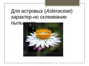 Для астровых (Asteraceae) характерно склеивание пыльников