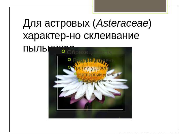 Для астровых (Asteraceae) характерно склеивание пыльников