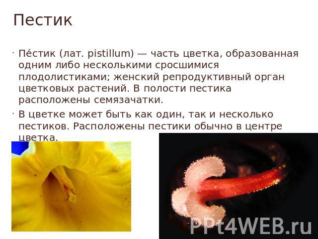 Пестик Пестик (лат. pistillum) — часть цветка, образованная одним либо несколькими сросшимися плодолистиками; женский репродуктивный орган цветковых растений. В полости пестика расположены семязачатки.В цветке может быть как один, так и несколько пе…