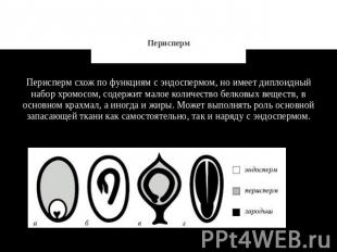 Перисперм Перисперм схож по функциям с эндоспермом, но имеет диплоидный набор хр