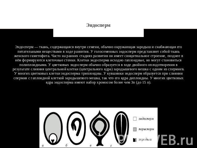 Эндосперм Эндосперм — ткань, содержащаяся внутри семени, обычно окружающая зародыш и снабжающая его питательными веществами в ходе развития. У голосеменных эндосперм представляет собой ткань женского гаметофита. Часто на ранних стадиях развития он и…