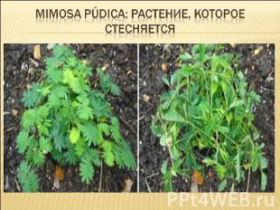 Mimosa púdica: растение, которое стесняется