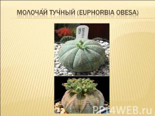 Молочай тучный (Euphorbia obesa)