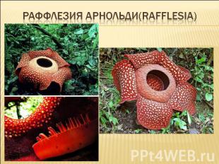 Раффлезия арнольди(Rafflesia)