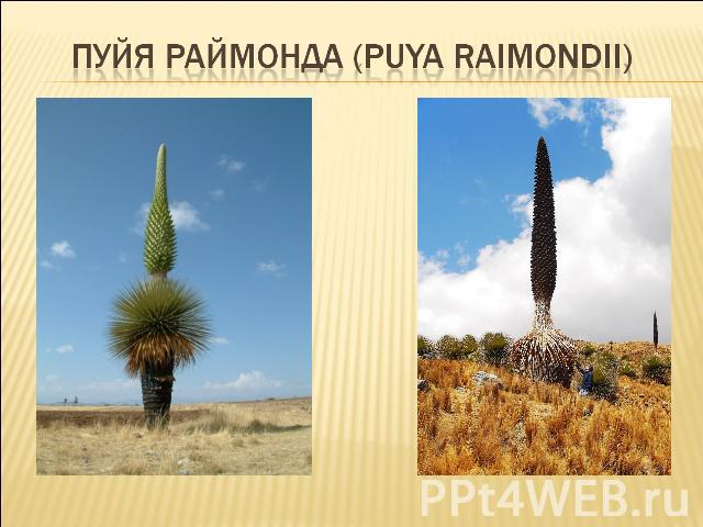 Пуйя Раймонда (Puya raimondii)