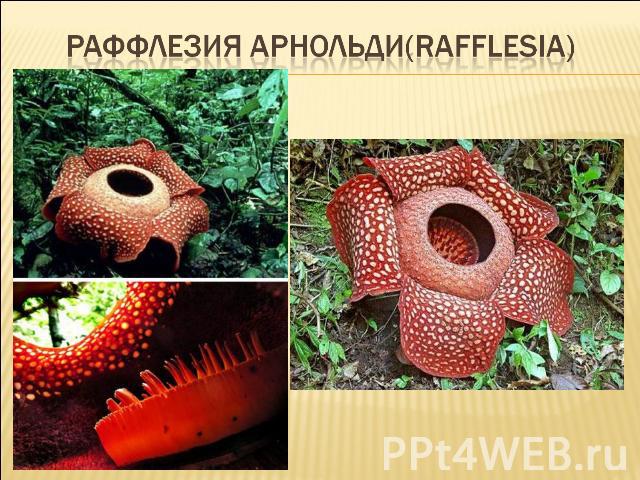 Раффлезия арнольди(Rafflesia)